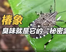 S0腬Uv?Ngg瞈R蚋笐惈憜4^v昋(mycbg163com)